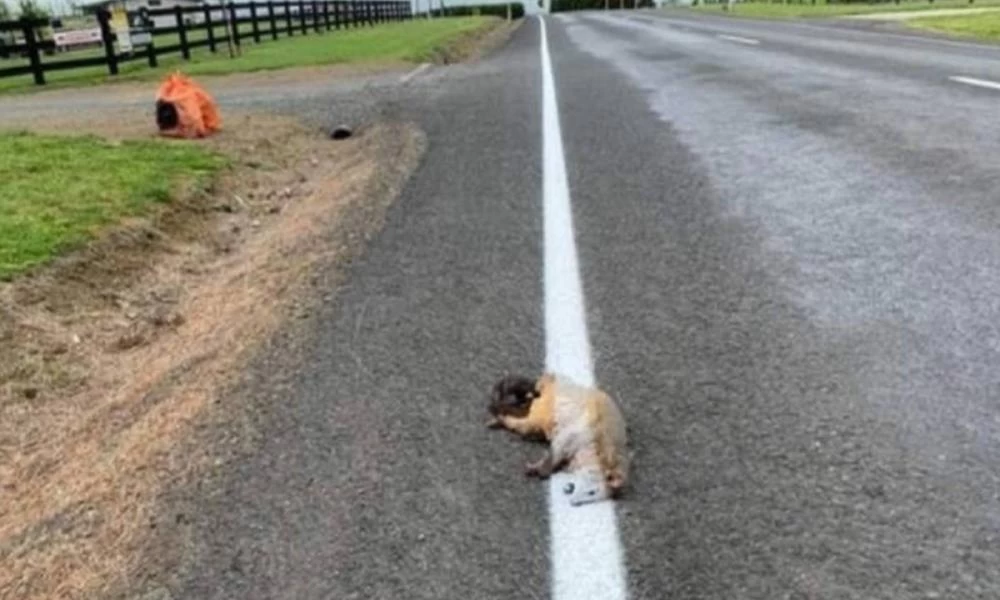 Ν. Ζηλανδία: Χάραξαν νέα γραμμή στον δρόμο περνώντας πάνω από νεκρό ζώο